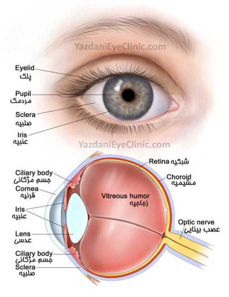 آناتومی چشم Eye Anatomy